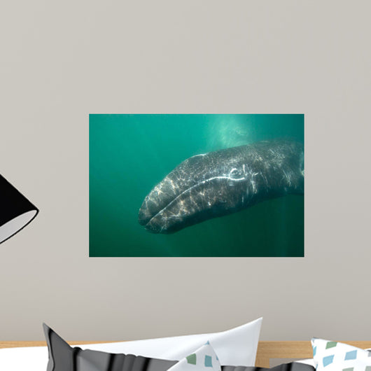 Underwater Photo Calif Gray Wall Decal Design 1
