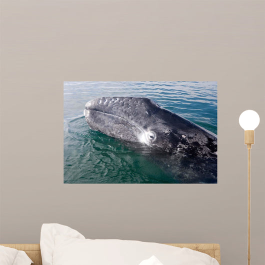 Gray Whale Calf near Wall Decal