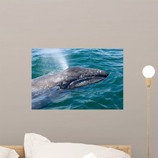 Gray Whale Calf San Wall Decal