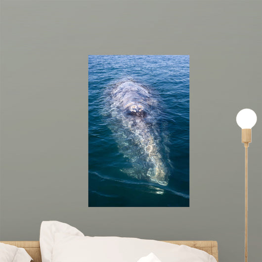 Adult California Gray Whale Wall Decal Design 3