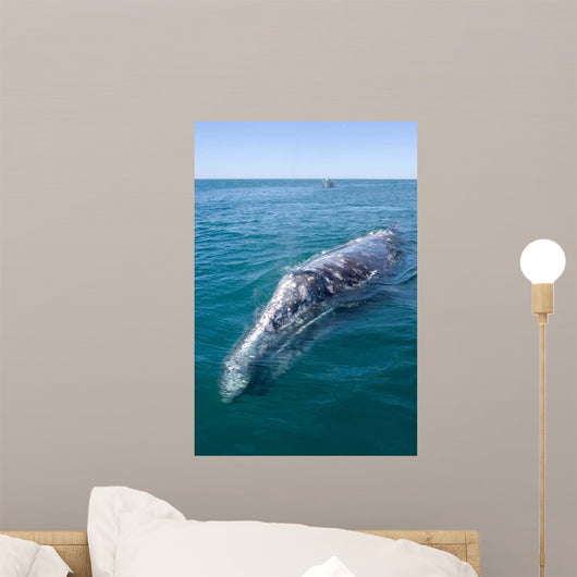 Adult California Gray Whale Wall Decal Design 2