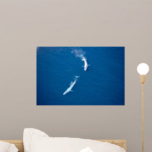Aerial Two Blue Whales Wall Decal