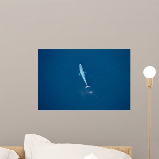 Aerial Blue Whale Gulf Wall Decal Design 3