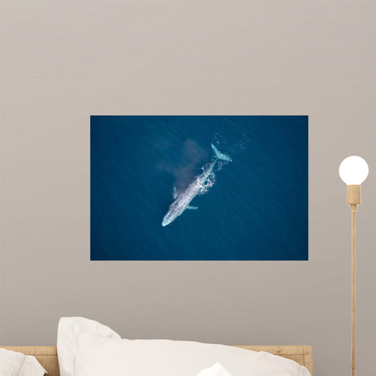 Aerial Blue Whale Gulf Wall Decal Design 2