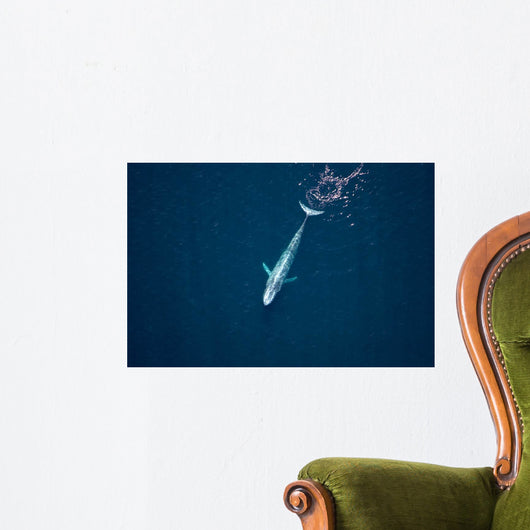 Aerial Blue Whale Gulf Wall Decal Design 1
