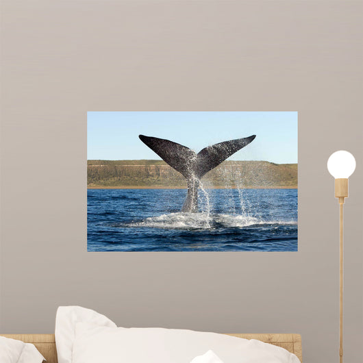 Southern Right Whale Raises Wall Decal