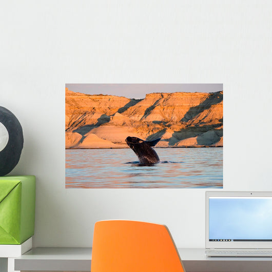 Southern Right Whale Calf Wall Decal Design 6
