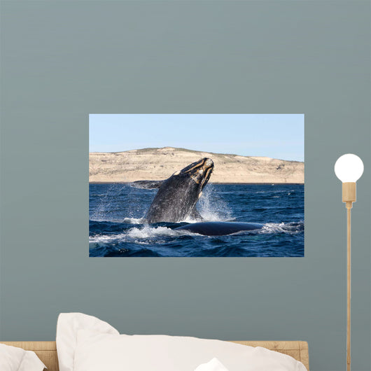 Southern Right Whale Calf Wall Decal Design 5