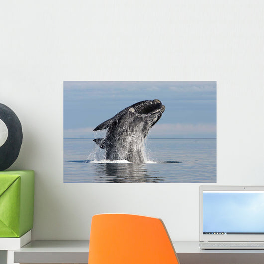 Adult Southern Right Whale Wall Decal Design 13