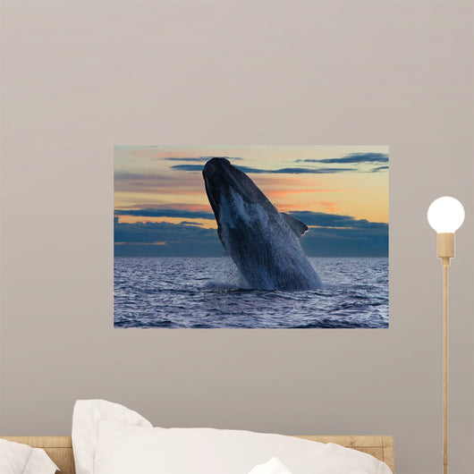 Adult Southern Right Whale Wall Decal Design 12