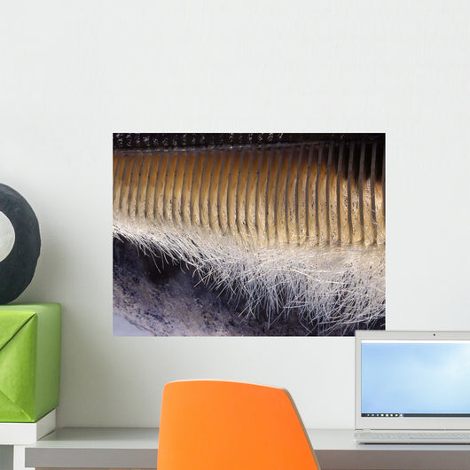 Close-up Baleen Plates California Wall Decal