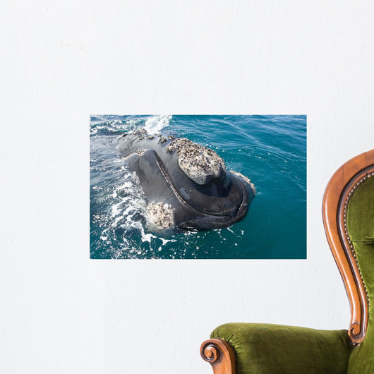 Southern Right Whale Raising Wall Decal Design 2