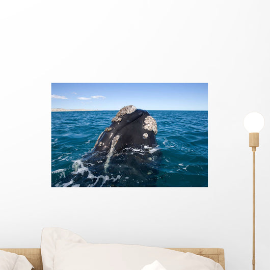 Southern Right Whale Raising Wall Decal Design 1