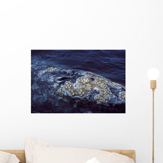 Cluster Barnacles California Gray Wall Decal