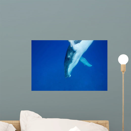 Diving Humpback Whale Calf Wall Decal Design 3