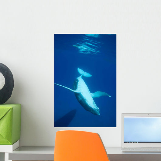 Diving Humpback Whale Calf Wall Decal Design 2