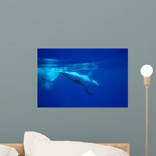 Diving Humpback Whale Calf Wall Decal Design 1