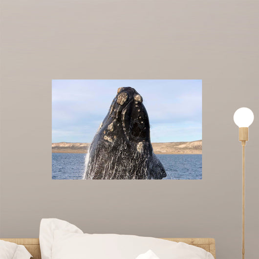 Southern Right Whale Breaching Wall Decal Design 8