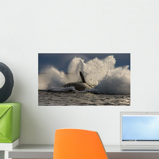 Southern Right Whale Breaching Wall Decal Design 7