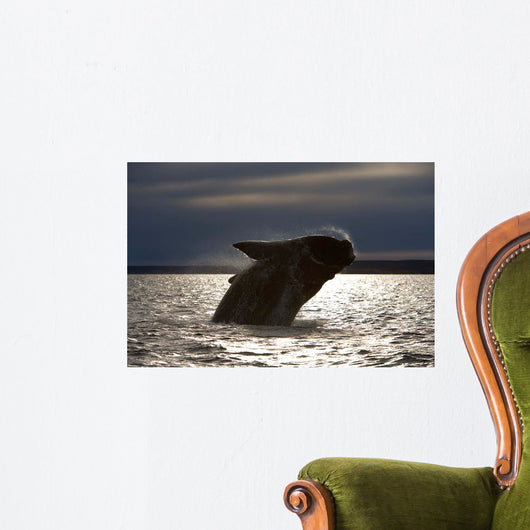 Southern Right Whale Breaching Wall Decal Design 6