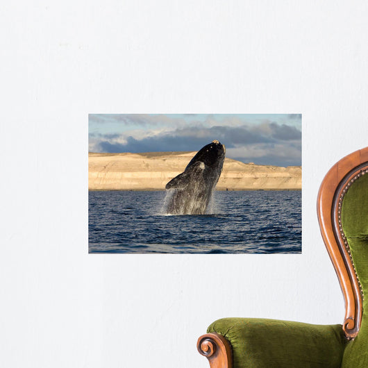 Southern Right Whale Breaching Wall Decal Design 4