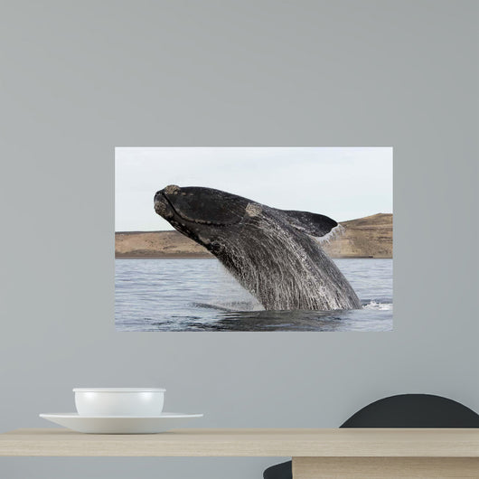 Southern Right Whale Breaching Wall Decal Design 3