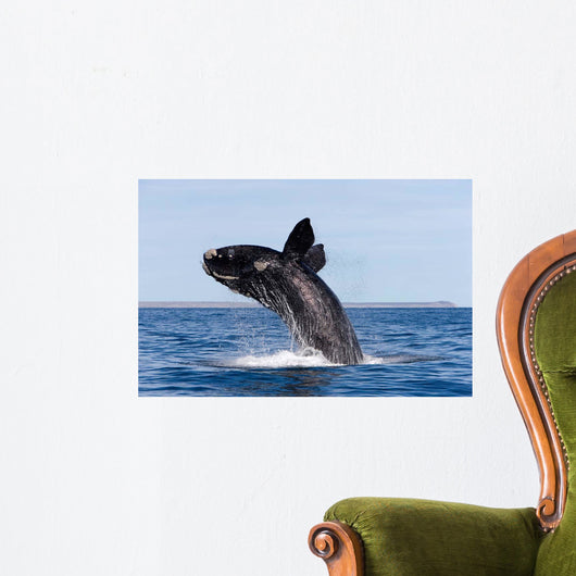 Southern Right Whale Breaching Wall Decal Design 2