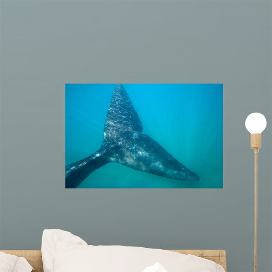 Tail Fluke Southern Right Wall Decal Design 6
