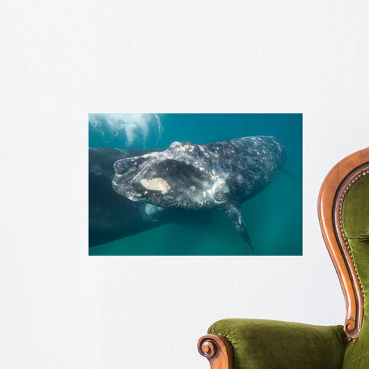 Southern Right Whale Calf Wall Decal Design 4