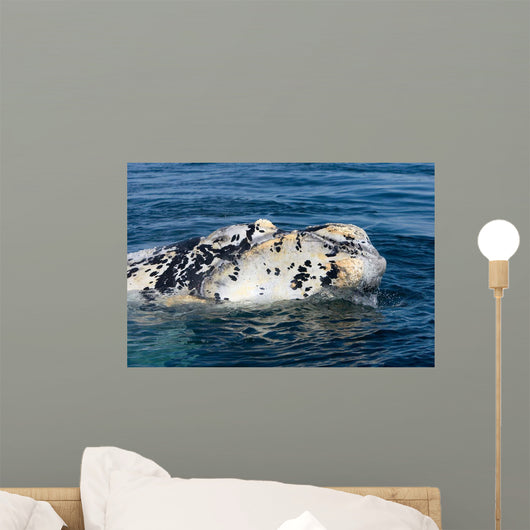 Close-up Head White Calf Wall Decal