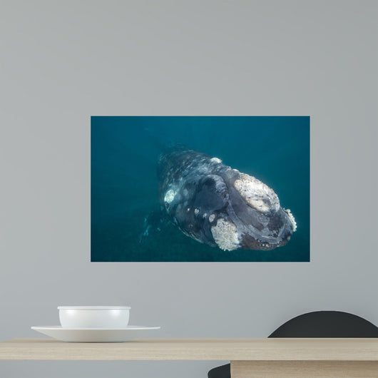 Southern Right Whale Argentina Wall Decal