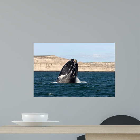Southern Right Whale Breaching Wall Decal Design 1