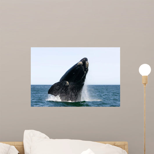 Adult Southern Right Whale Wall Decal Design 11