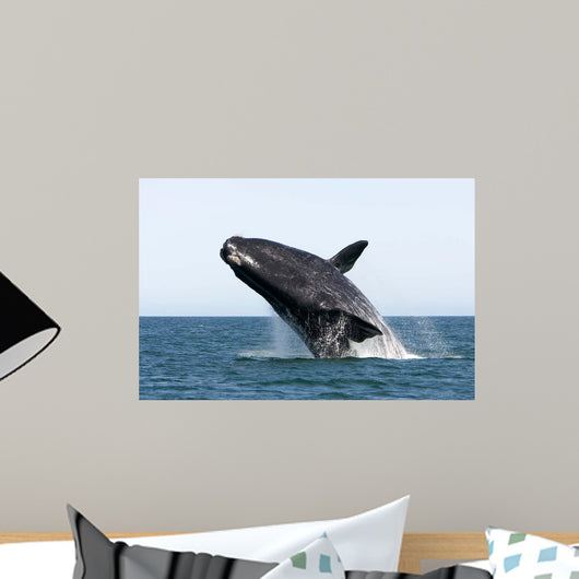 Adult Southern Right Whale Wall Decal Design 10