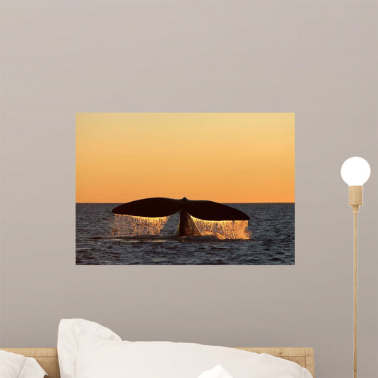 Adult Southern Right Whale Wall Decal Design 9