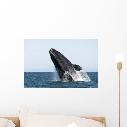Adult Southern Right Whale Wall Decal Design 8