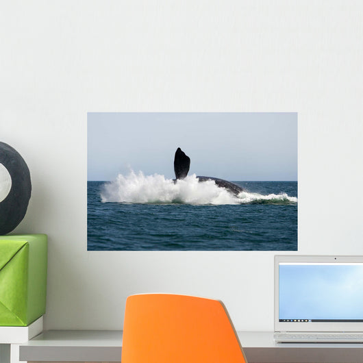 Adult Southern Right Whale Wall Decal Design 7