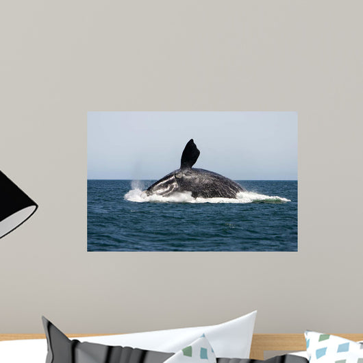 Adult Southern Right Whale Wall Decal Design 6