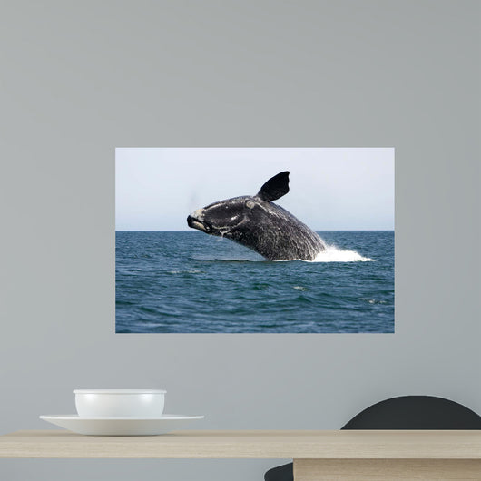 Adult Southern Right Whale Wall Decal Design 5
