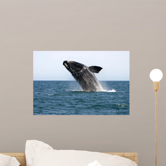Adult Southern Right Whale Wall Decal Design 4