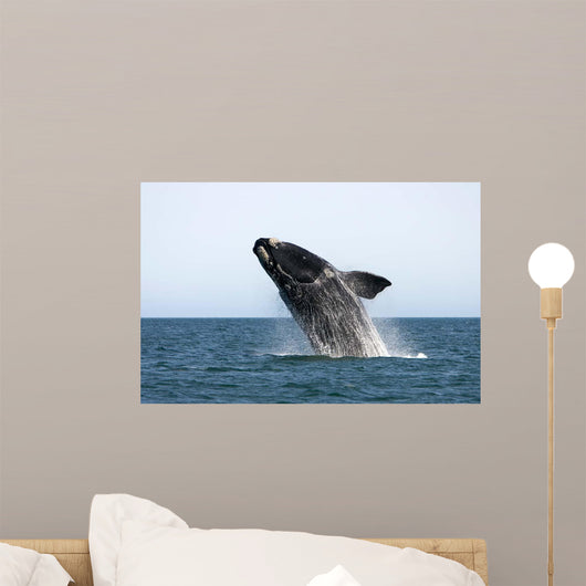Adult Southern Right Whale Wall Decal Design 3