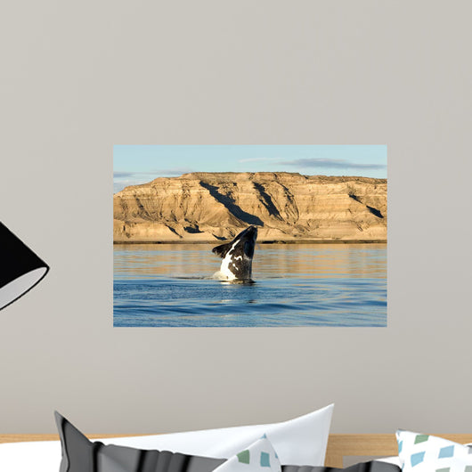 Southern Right Whale Calf Wall Decal Design 3