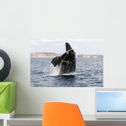 Southern Right Whale Calf Wall Decal Design 2