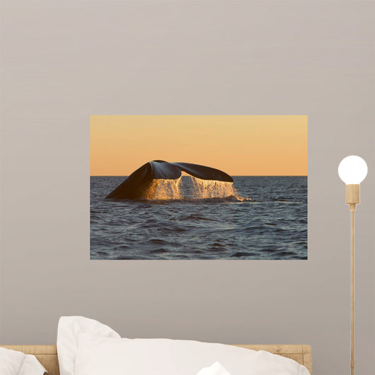 Adult Southern Right Whale Wall Decal Design 2