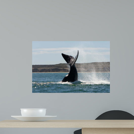 Southern Right Whale Slaps Wall Decal Design 3