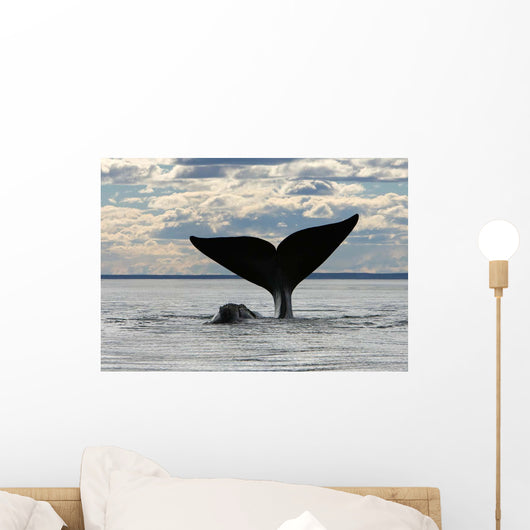 Southern Right Whale Slaps Wall Decal Design 2