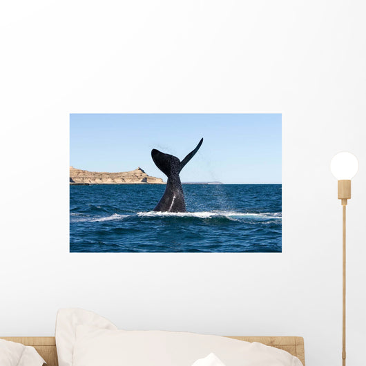 Southern Right Whale Slaps Wall Decal Design 1