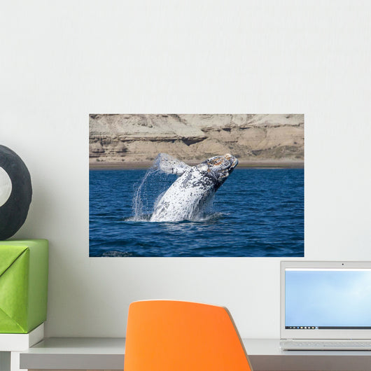 Southern Right Whale White Wall Decal Design 2