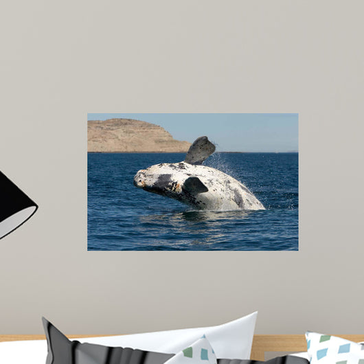 Southern Right Whale White Wall Decal Design 1