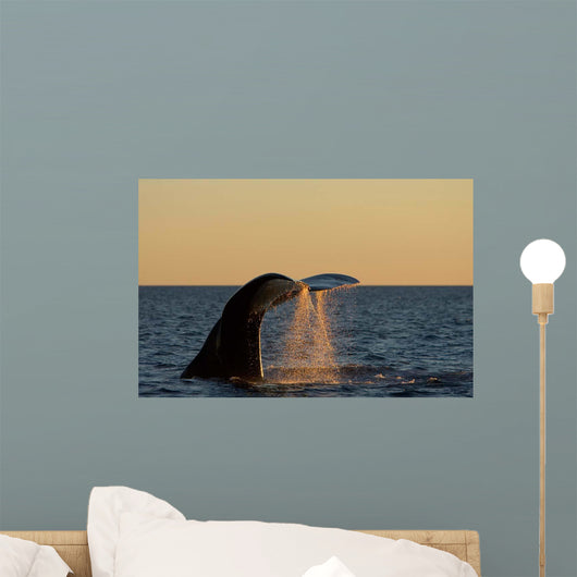 Adult Southern Right Whale Wall Decal Design 1